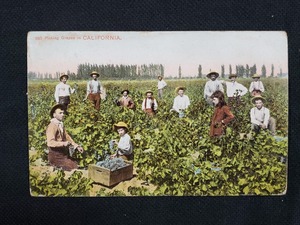 ｈ▲　古い外国絵葉書　Picking Grapes in CALFORNIA　作業風景　風景　光景　レトロ　アンティーク　/pc88