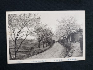 ｈ▲　戦前絵葉書　佐世保名勝　水源地入口　桜？　風景　光景　レトロ　アンティーク　/pc81