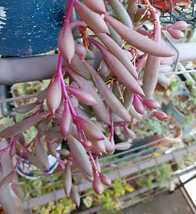オマケつき　多肉植物　ルビーネックレス　オトンナ属　カット苗２本　10cmほどの長さ　寄せ植え　紫に紅葉しているものをカットします_画像1