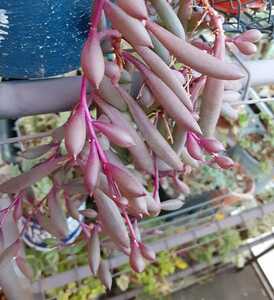 オマケつき　多肉植物　ルビーネックレス　オトンナ属　カット苗２本　10cmほどの長さ　寄せ植え　紫に紅葉しているものをカットします