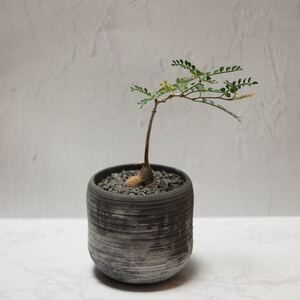 【良型・発根済】パキプス根差し× dairoku pottery