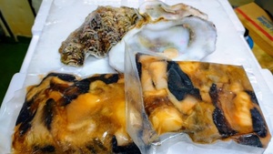 沖縄県産　シャコ貝　クロシャコ貝 200g　2枚貝殻（皿）付きー60度瞬間真空パック冷凍　