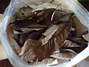 ホオバ ・ホオノキの葉 ・朴の葉 大型の葉　落ち葉　枯れ葉　土壌生物のエサ用・腐葉土用　約100枚　送料無料