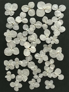 ヤフオク あじさい 押し花 ホビー カルチャー の落札相場 落札価格 ヤフオク あじさい 押し花 ホビー カルチャー の落札相場 落札価格