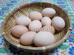 即決 送料無料 東京烏骨鶏 有精卵 10個 孵化用 白烏骨鶏 烏骨鶏卵 うこっけい