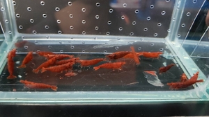 即決　極火蝦　5匹　約1～1.5cm※九州地方、沖縄県、北海道には発送出来ません※