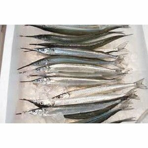 茨城県産 サヨリ 約１kg（1尾60g～１００g前後入り） 細魚 針魚 さより