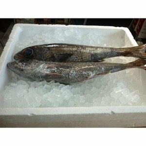 長崎県産 黒ムツ 約１kg（１尾前後入り） クロムツ 黒むつ