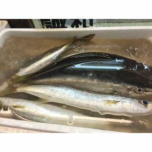 カマス １kg　 かます 国内産