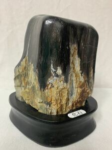  fossil tree. fossil .. tree natural stone appreciation stone raw ore 