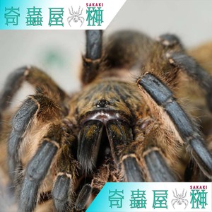 ゴールデンブルーレッグ/Harpactira pulchripes【幼体】タランチュラ/奇蟲/サソリ 
