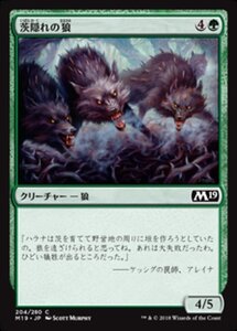 MTG ■緑/日本語版■ 《茨隠れの狼/Thornhide Wolves》★FOIL★ 基本セット2019 M19