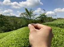 「2021年産」手煎りほうじ茶Sサイズ　宇治茶100% 無農薬・化学肥料不使用_画像3