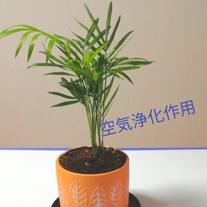 観葉植物~テーブルヤシ~