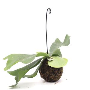 62ビカクシダネザーランド苔玉ハンギング観葉植物コウモリランビザールプランツ