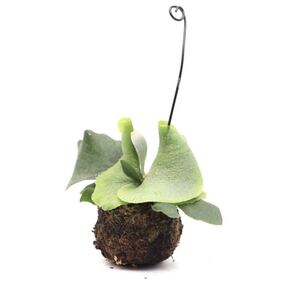 63ビカクシダネザーランド苔玉ハンギング観葉植物コウモリランビザールプランツ