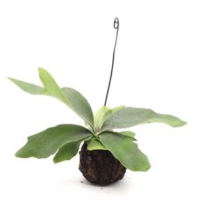64ビカクシダネザーランド苔玉ハンギング観葉植物コウモリランビザールプランツ