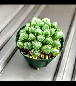 多肉植物 ハオルシア オブツーサ