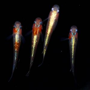 【medaka 稚魚】　ハイグレードオーロラ黄ラメ幹之体外光 稚魚10匹＋2匹死着補償分 孵化後２～３週間位の仔 発送地域限定