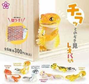 chila.. .. see Leo pa.. all 6 kind set leopard mon lizard mo when ftoagohige lizard Leo puff toago Capsule toy Gacha Gacha 