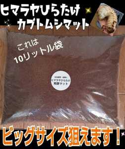 【改良版】カブトムシ幼虫の餌、産卵マットに！雑虫、コバエが湧かなく使いやすい！ヒマラヤひらたけ発酵マット☆栄養添加剤入り！10L