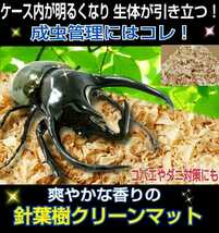 カブトムシの成虫飼育専用☆爽やかな香りの針葉樹クリーンマット☆コバエ、ダニが湧きません！ケース内が明るくなり生体がかっこ良く見える_画像6