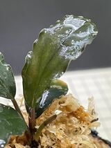 ★ブセファランドラ sp. ティアレッド★Bucephalandra sp. Theia Red ★ ボルネオ産　タグ付き_画像1