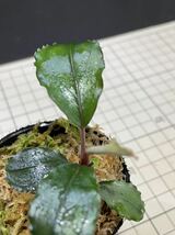 ★ブセファランドラ sp. スカダウセリエス★Bucephalandra sp. Sekadau Series ★ボルネオ産　タグ付きNo.3_画像1