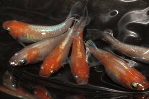 紅鱗光　幼魚１０匹15ｍｍ前後①
