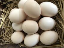 産みたて　東京烏骨鶏の有精卵、種卵8個　送料込み（割れ補償込み）_画像2