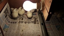 白烏骨鶏の有精卵(種卵）６個+即決で検卵器サービス_画像2