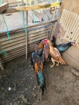黄笹大軍鶏の種卵（有精卵）５個_画像7