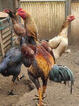 黄笹大軍鶏の種卵（有精卵）５個_画像3