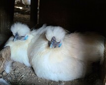 白烏骨鶏の有精卵(種卵）６個+即決で検卵器サービス_画像1