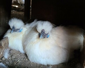 白烏骨鶏の有精卵(種卵）６個+即決で検卵器サービス