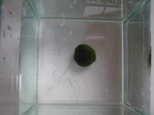 4vsagucsrhswlm 4vsagucsrhswlm