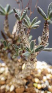 多肉植物　チレコドン　スカエフェリアヌス　ピンク花　冬型塊根塊茎種