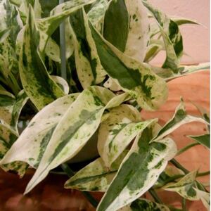 希少 ポトス エクセレント 根付き 抜き苗