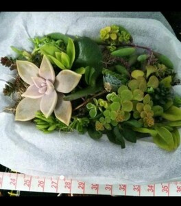 多肉植物 色々詰合せ
