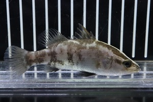 【淡水魚】超大特価 オーストラリアンバラマンディ【１匹 サンプル画像】(±6-7cm)