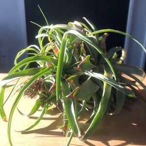 チランジア エリックノブロックTillandsia Eric knobloch'