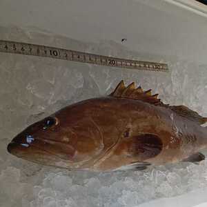 ヤフオク クエ アラ 魚 魚介類 の落札相場 落札価格 ヤフオク クエ アラ 魚 魚介類 の落札相場 落札価格