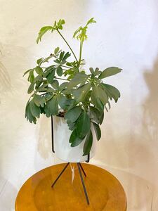 ハート葉【鉢込み特価】シェフレラ カポック 観葉植物 【人気鉢FARM】