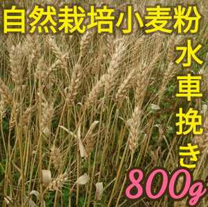 自然栽培(水車挽き)中力粉 800g 熊本県産
