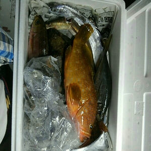 釣りもの鮮魚BOX