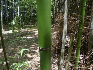 青みの強い若竹青竹１５０ｃｍ☆水ようかん、くずきり等の竹筒、或いは門松用として。