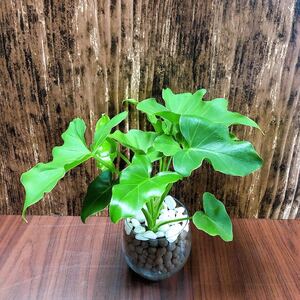 セローム 観葉植物 ハイドロカルチャー