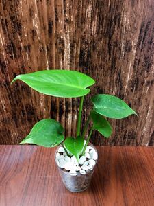 モンステラ 観葉植物 ハイドロカルチャー