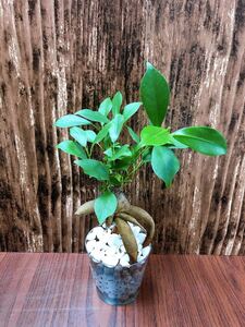ガジュマル 観葉植物 ハイドロカルチャー