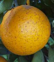 訳あり 加工用 オレンジ 約10kg 農薬不使用 自家製 皮に難点あり_画像4
